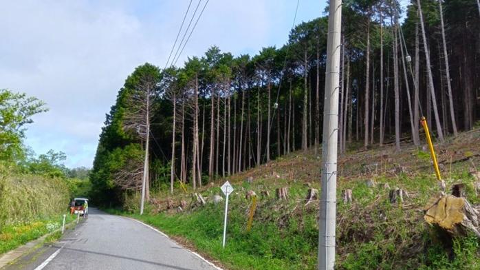 道路沿いにある危険木を伐採して、おがくずやパルプ材として再利用しています。