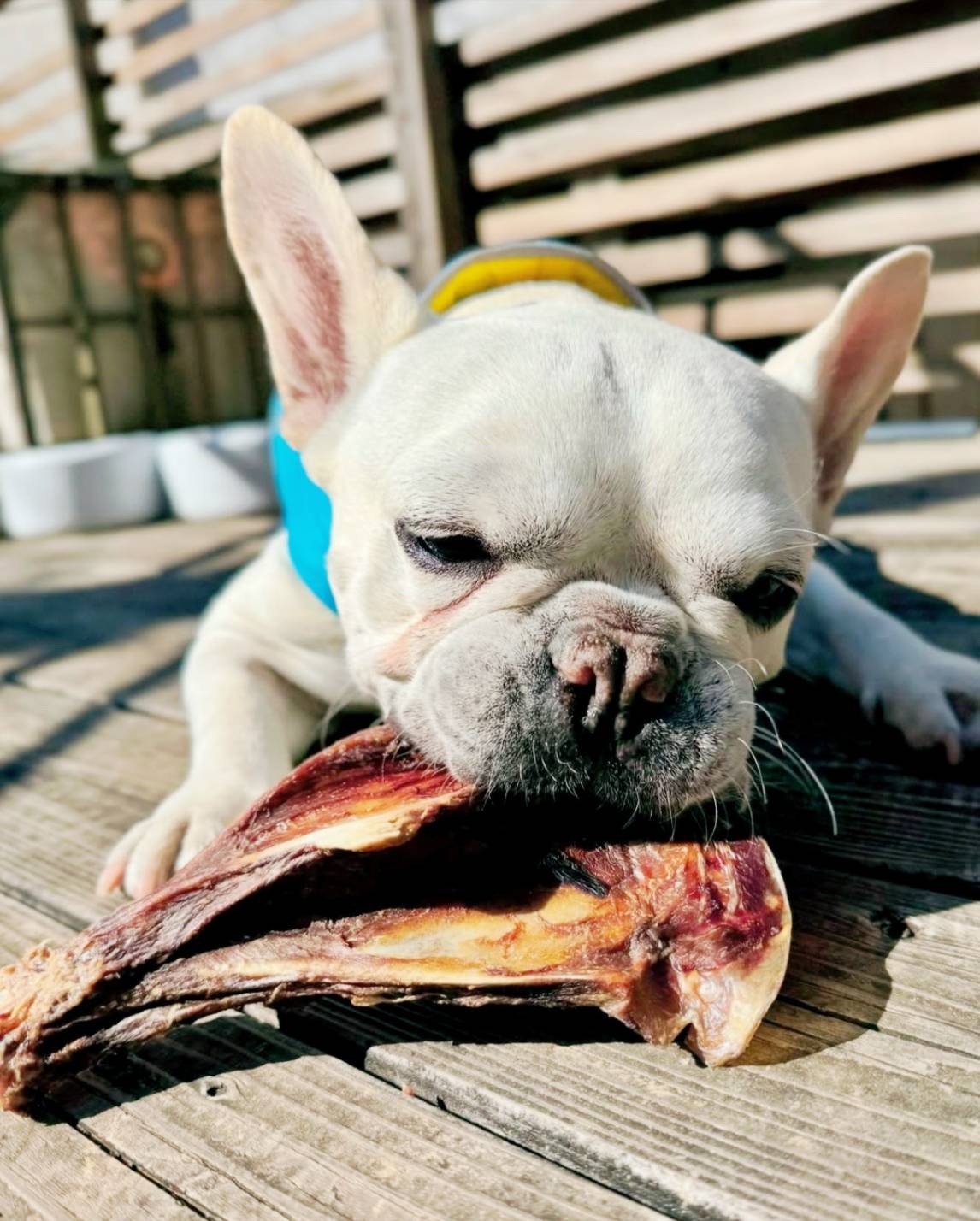 小型犬がペット用ジビエおやつを食べている写真