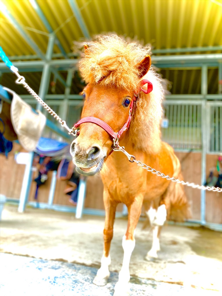 ポニーが馬小屋から顔を出している画像