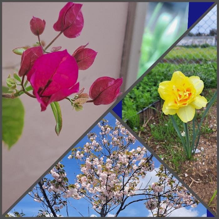 4月半ばに咲いたブーゲンビリア 鎌足桜 そして八重咲の水仙