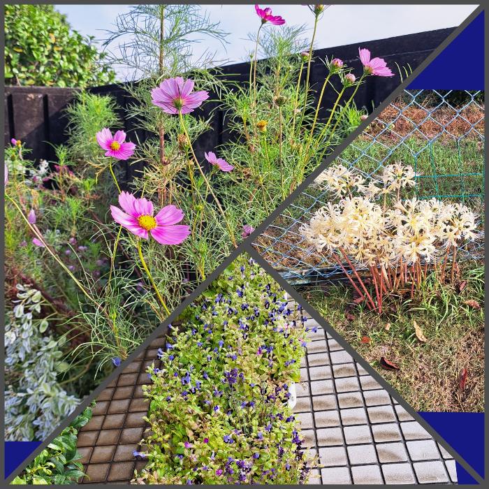 公民館に秋の訪れを実感させる花たち 秋桜、彼岸花など