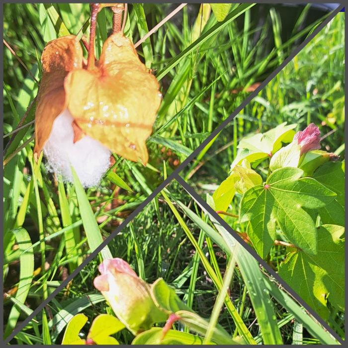 公民館にできた和綿を上から撮影。その他もう少しで綿になるかもしれない花