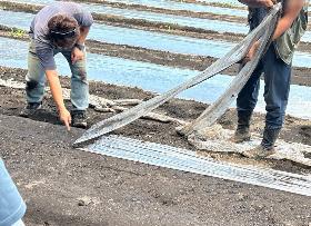 有機人参ワークショップにおける熱養生シートの取り外し
