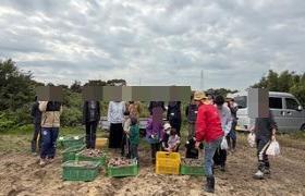 芋ほりの様子