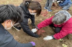 芋ほりの様子