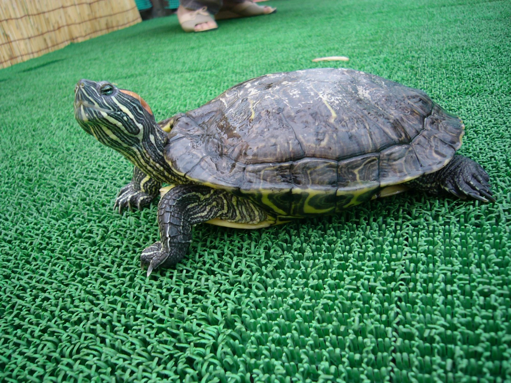 アカミミガメの耳と甲羅の特徴がわかる写真