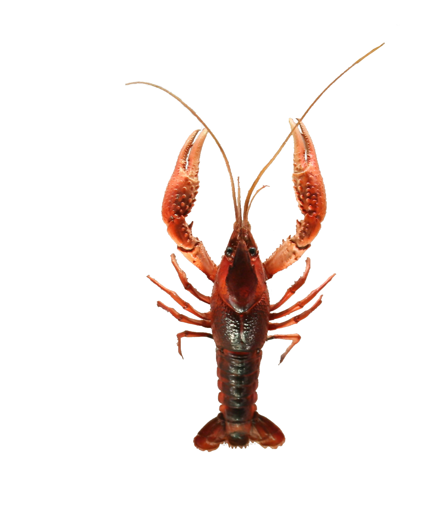 アメリカザリガニの色がわかる写真