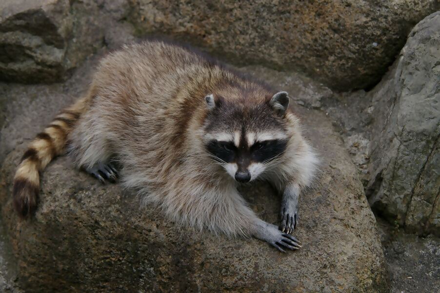 アライグマの手、顔、尻尾の特徴がわかる写真