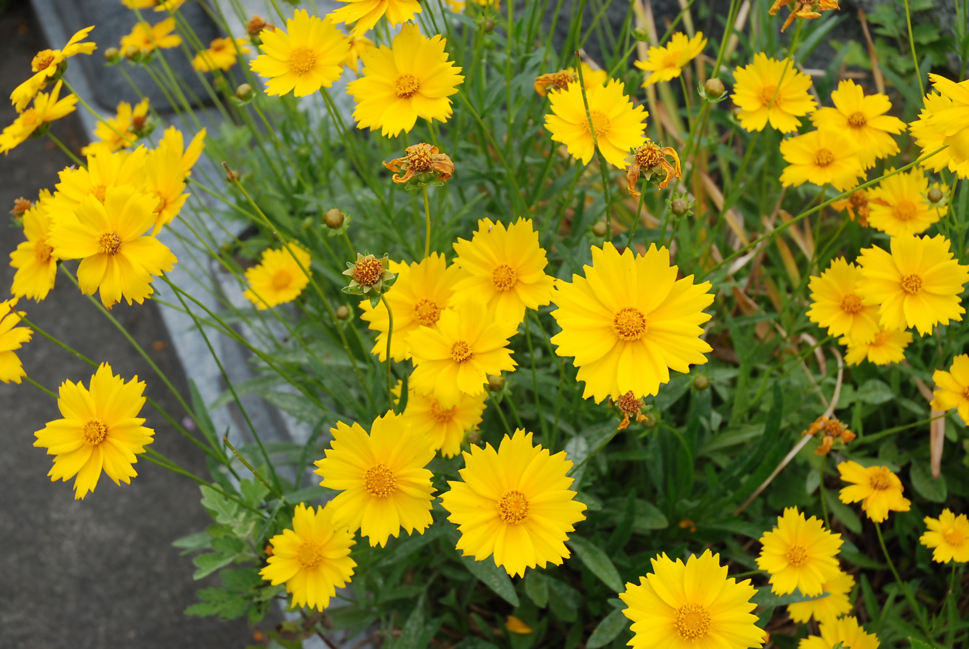 オオキンケイギクの花の形と色がわかる写真