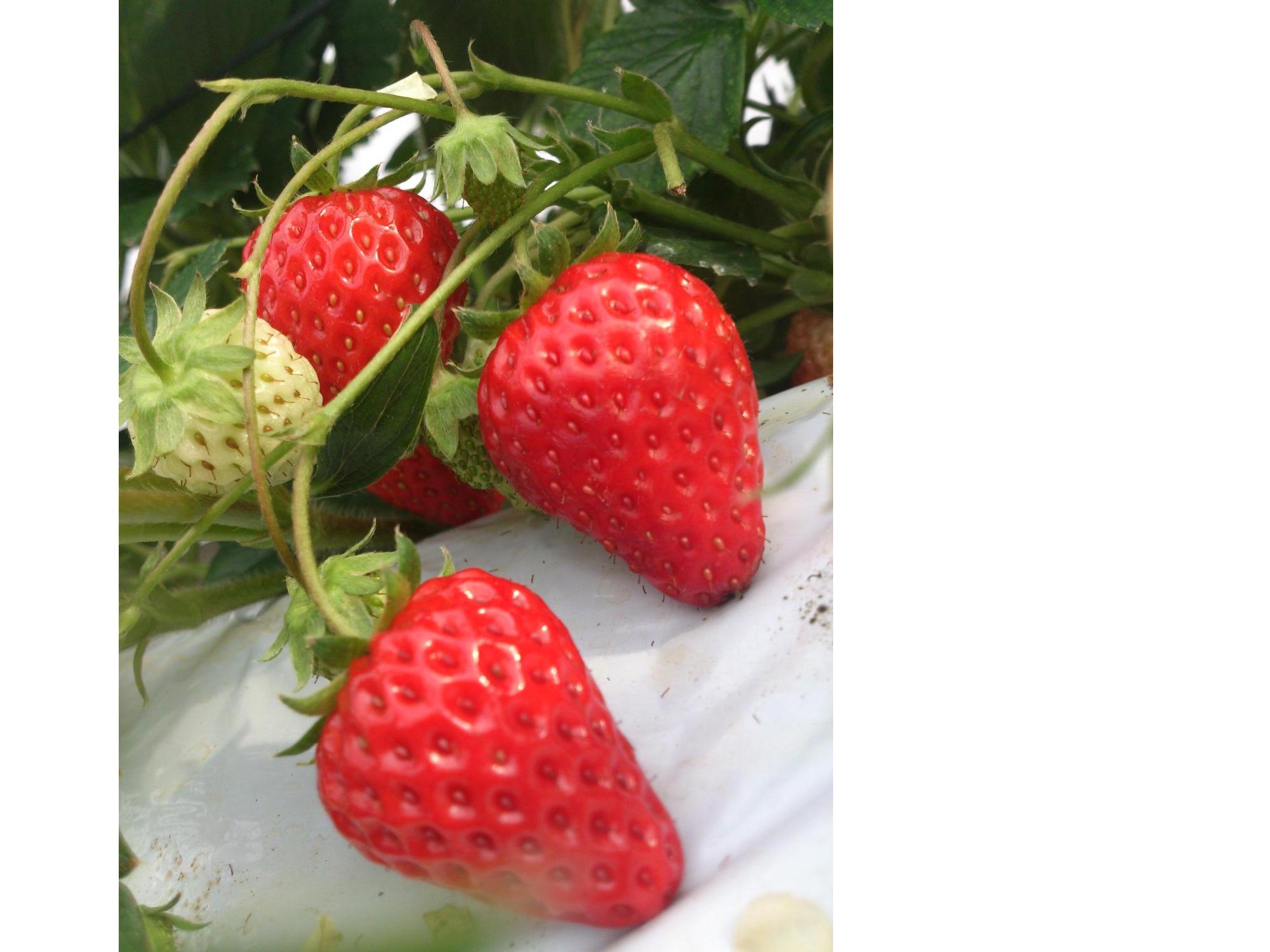 いちご農園で栽培されているいちご