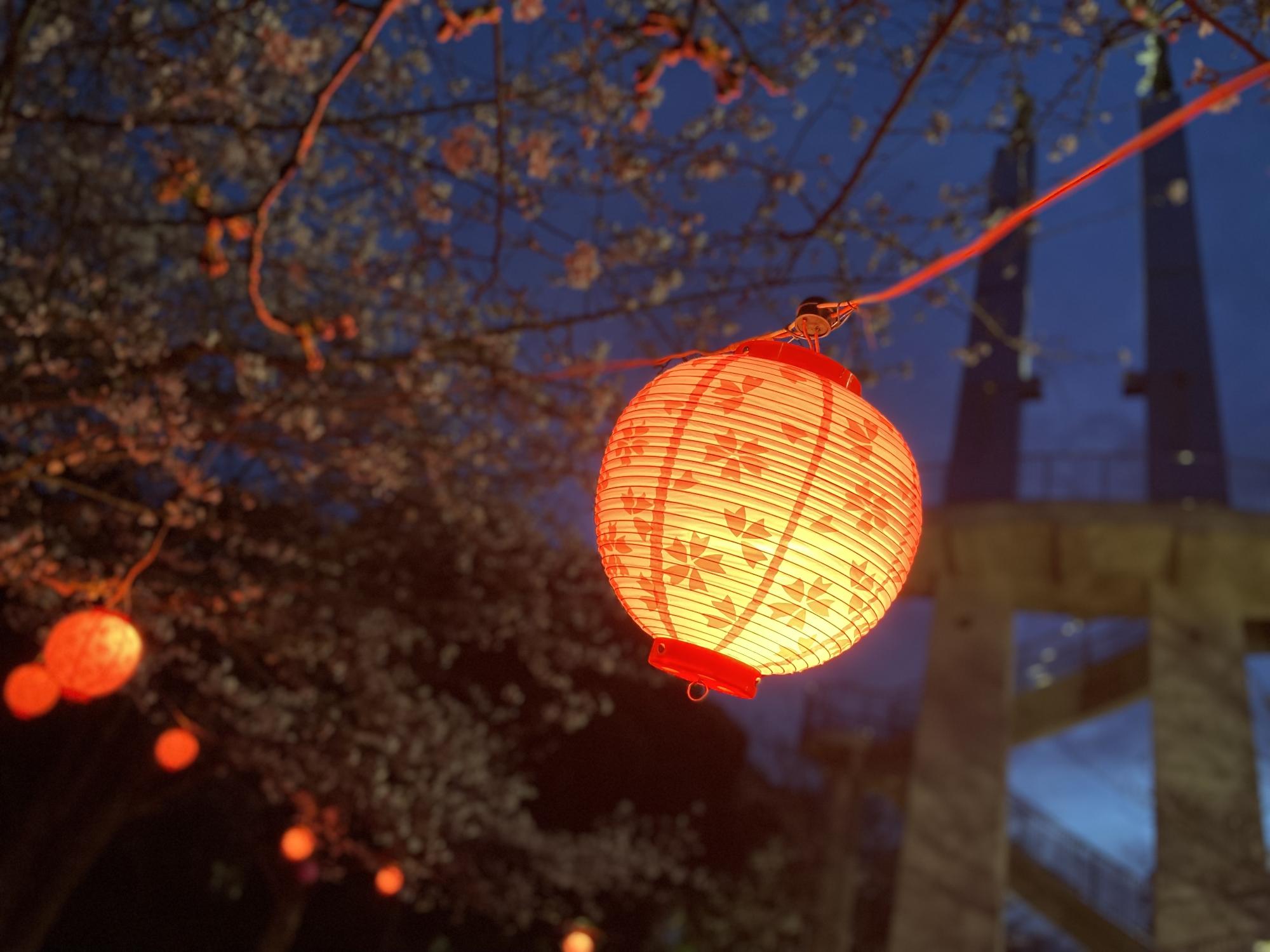 太田山公園夜桜ライトアップ