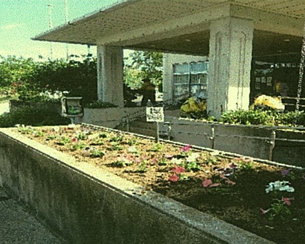 花壇に夏の花を植え替えた様子