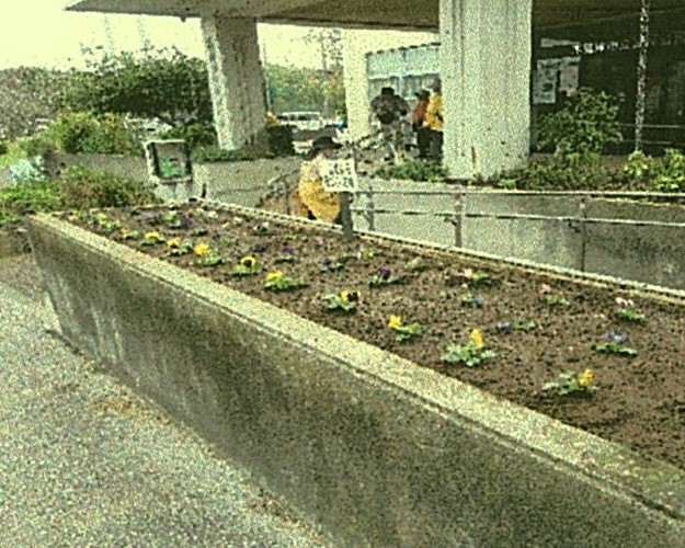 花壇に秋冬の花を植え替えた様子