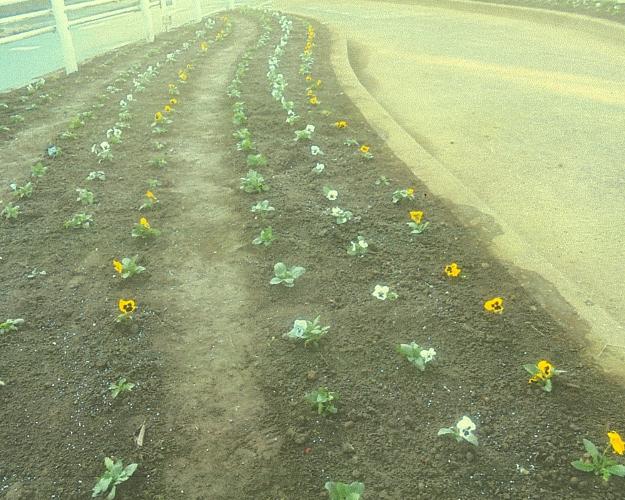 道路附帯地に花が植えられている様子