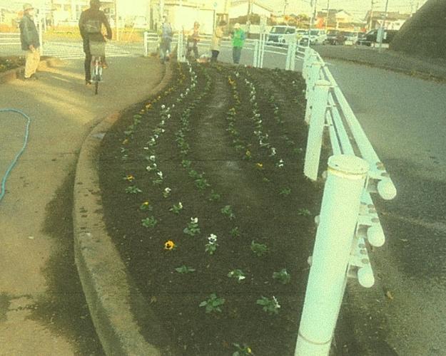 植えた花の横を人が通っている様子