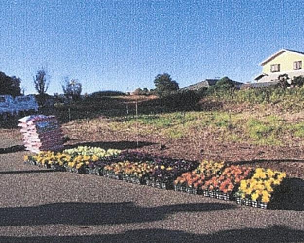 購入している花を並べている様子