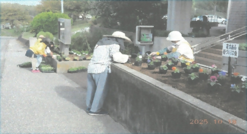 花壇に秋冬の花を植える様子