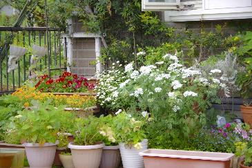 色とりどりの花が並んだプランター