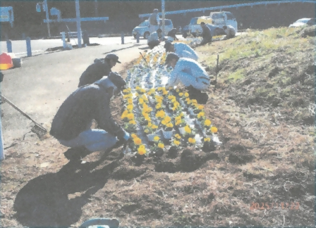 参加者達が黄色のパンジーを植えている様子