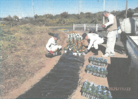 参加者達がオレンジと青のパンジーを植えている様子