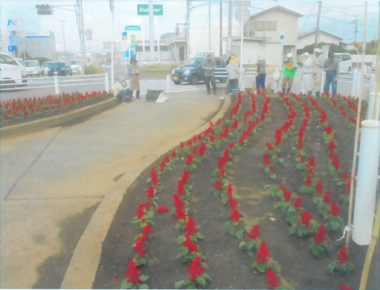 道路附帯地にセルビアが植えられている様子
