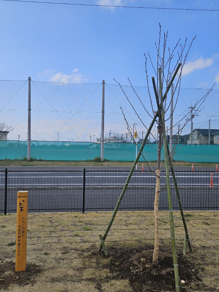 金田西6号街区公園に桜苗木を植樹した写真