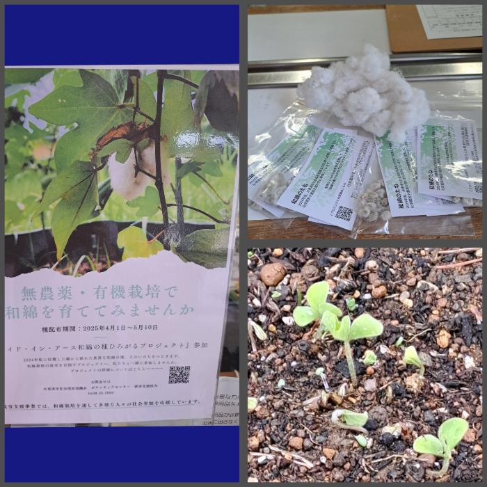 和綿の種と発芽の様子