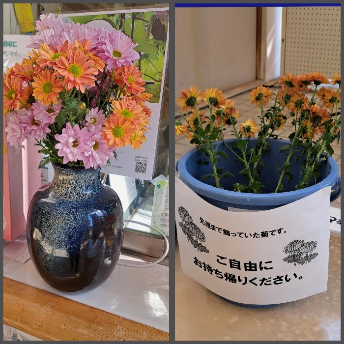 バケツ一杯にあった菊もすっかりもらわれていきました。