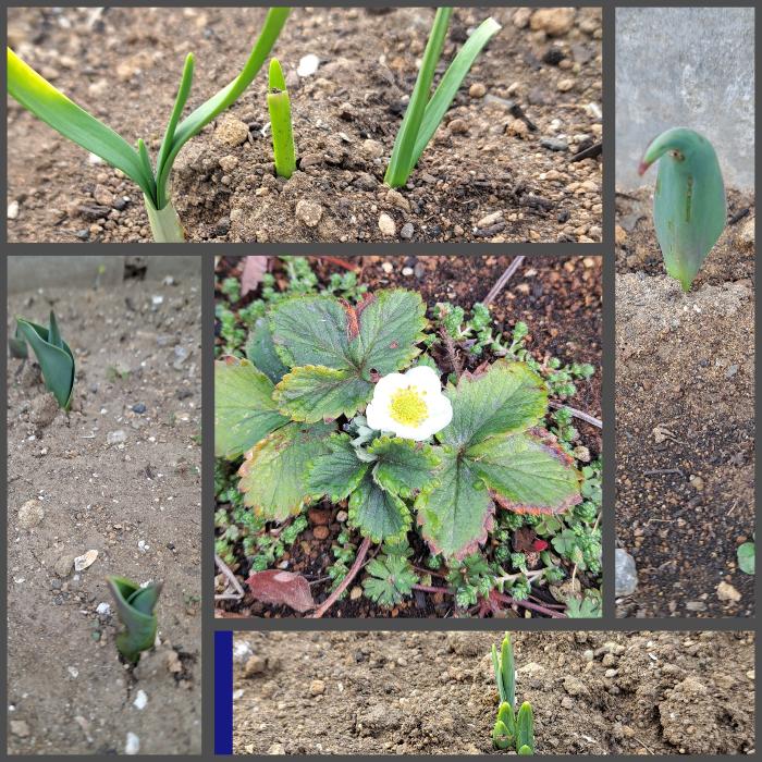 顔を出したチューリップや水仙の芽。中央はイチゴの花