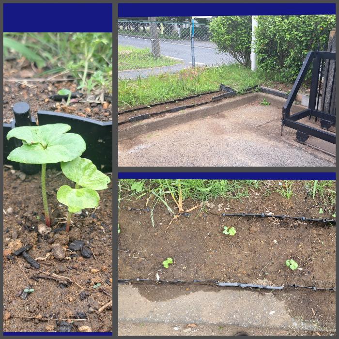 左は芽を出した和綿。右上の写真で植えた場所がわかると思います。