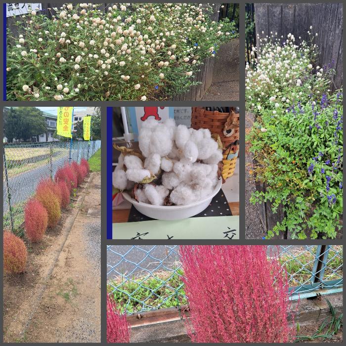 真っ赤になってきたコキア、和綿のコットンボール、千日紅の苞などセンターの花が咲き誇る様子