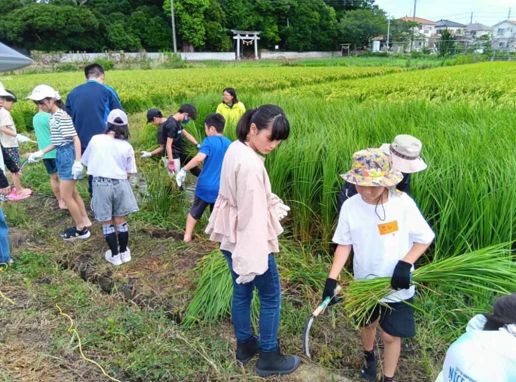 小学生の男女と公民館職員数名が、鎌を片手に田んぼで稲刈りをする様子