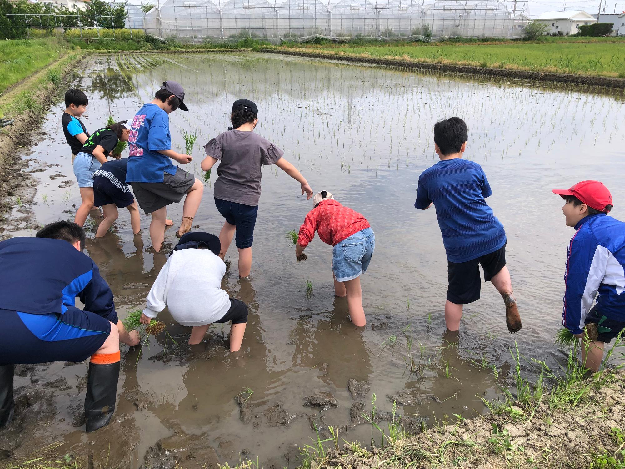 小学生の男女が田んぼの中に入り田植えをしている様子